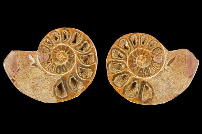 Cut & Polished Agatized Ammonite Fossil- Jurassic #131626